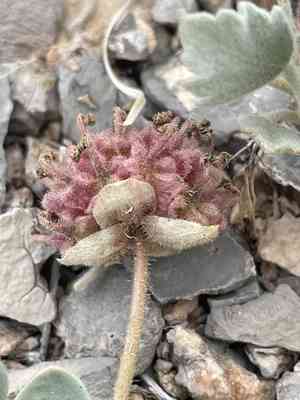 Dwarf sand verbena(Abronia nana)