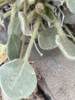 Dwarf sand verbena(Abronia nana)