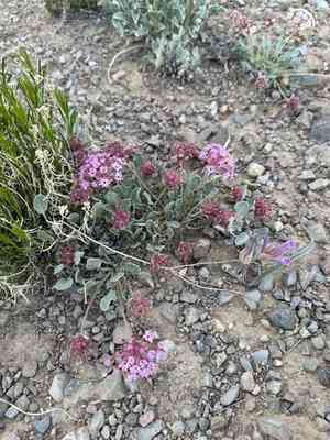 Dwarf sand verbena(Abronia nana)