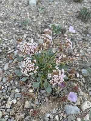 Dwarf sand verbena(Abronia nana)