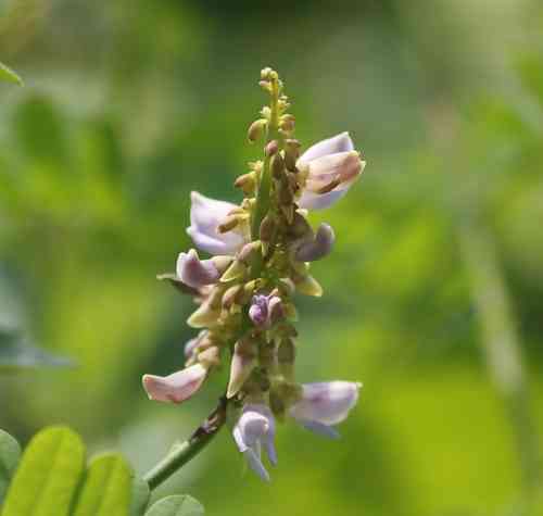 Rosary Pea(Abrus precatorius)