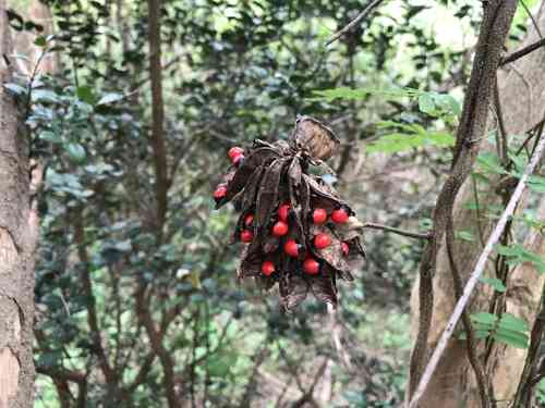 Rosary Pea(Abrus precatorius)