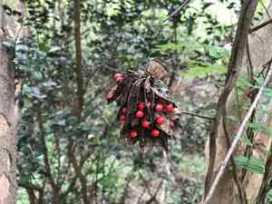 Rosary Pea(Abrus precatorius)