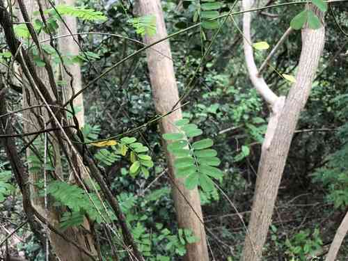 Rosary Pea(Abrus precatorius)