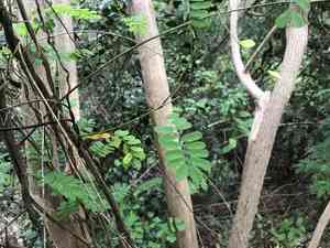 Rosary Pea(Abrus precatorius)