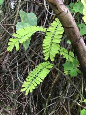 Rosary Pea(Abrus precatorius)