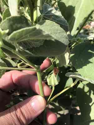Berlandier's indian mallow(Abutilon berlandieri)