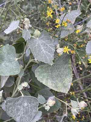 Berlandier's indian mallow(Abutilon berlandieri)