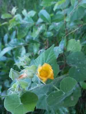 Hairy indian mallow(Abutilon grandifolium)
