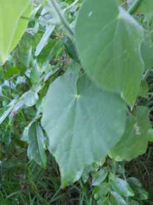 Hairy indian mallow(Abutilon grandifolium)