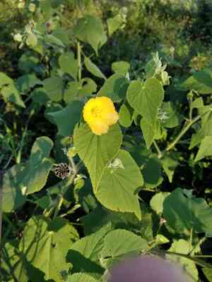Hairy indian mallow(Abutilon grandifolium)