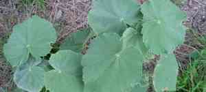 Mauve(Abutilon hulseanum)