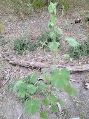 Mauve(Abutilon hulseanum)