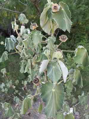 Mauve(Abutilon hulseanum)