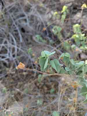 Pelotazo(Abutilon incanum)