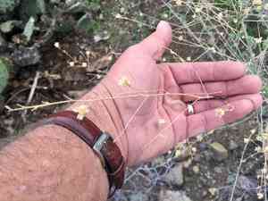 Pelotazo(Abutilon incanum)