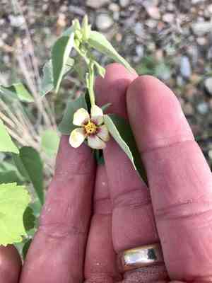 Pelotazo(Abutilon incanum)