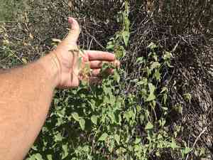 Pelotazo(Abutilon incanum)