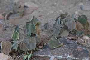 Sonoran indian mallow(Abutilon mollicomum)