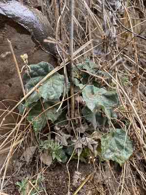 Sonoran indian mallow(Abutilon mollicomum)