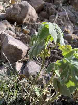 Sonoran indian mallow(Abutilon mollicomum)