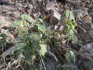 Sonoran indian mallow(Abutilon mollicomum)