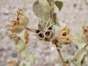 Palmer's indian mallow(Abutilon palmeri)