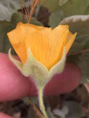 Palmer's indian mallow(Abutilon palmeri)