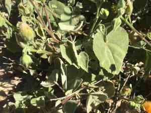 Palmer's indian mallow(Abutilon palmeri)