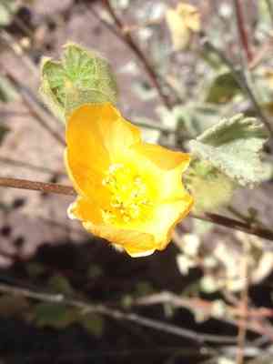 Palmer's indian mallow(Abutilon palmeri)