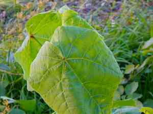 Velvetleaf(Abutilon theophrasti)