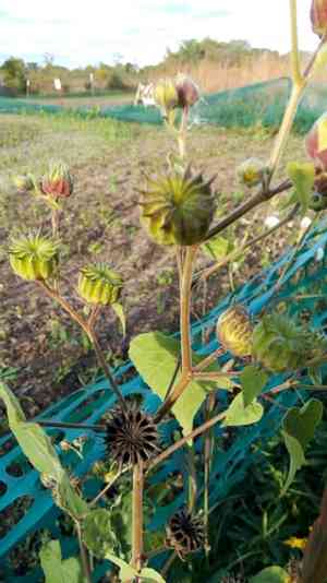 Velvetleaf(Abutilon theophrasti)