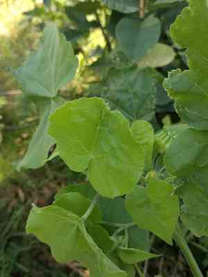 Velvetleaf(Abutilon theophrasti)