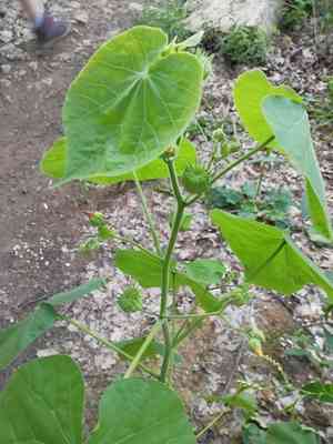 Velvetleaf(Abutilon theophrasti)