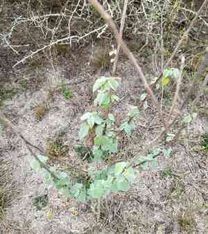 Anglestem indian mallow(Abutilon trisulcatum)