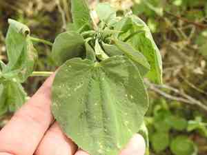 Anglestem indian mallow(Abutilon trisulcatum)