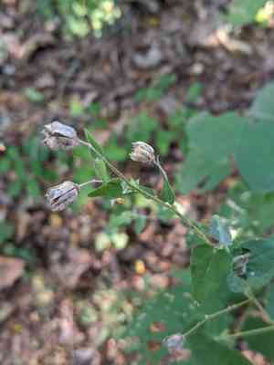 Anglestem indian mallow(Abutilon trisulcatum)