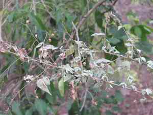 Anglestem indian mallow(Abutilon trisulcatum)