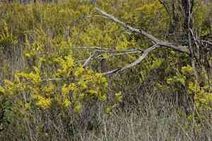 Gold-dust acacia(Acacia acinacea)