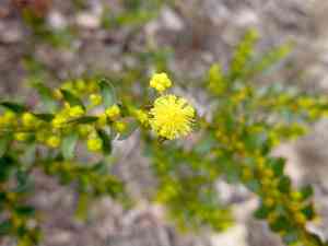 Gold-dust acacia(Acacia acinacea)