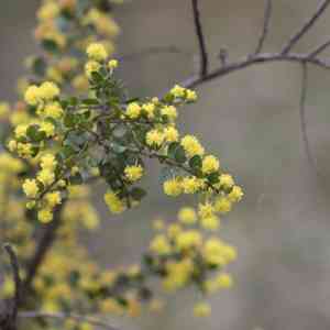 Gold-dust acacia(Acacia acinacea)
