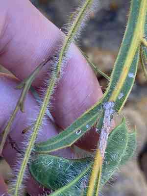 Winged wattle(Acacia alata)