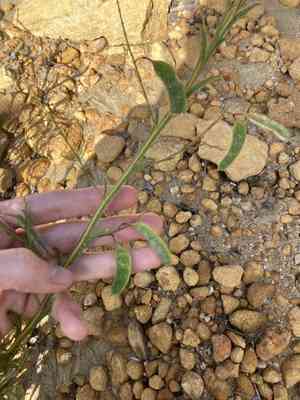 Winged wattle(Acacia alata)