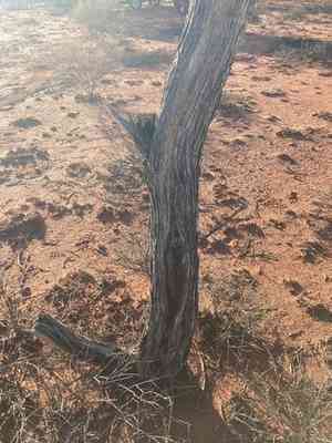 Mulga(Acacia aneura)
