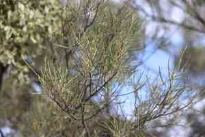 Mulga(Acacia aneura)