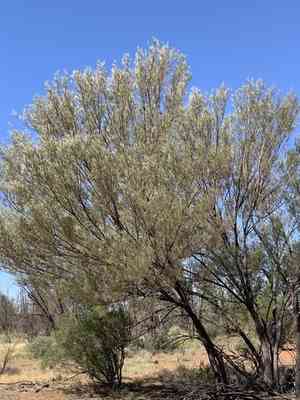 Mulga(Acacia aneura)
