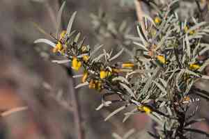 Mulga(Acacia aneura)