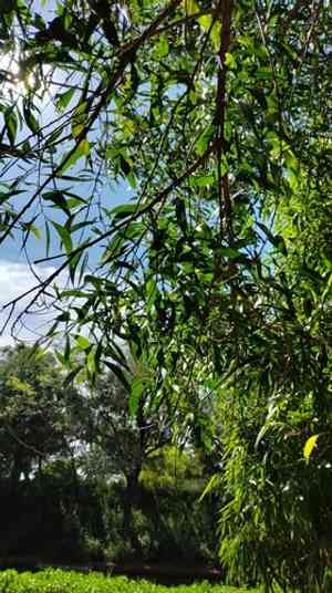 Earleaf acacia(Acacia auriculiformis)