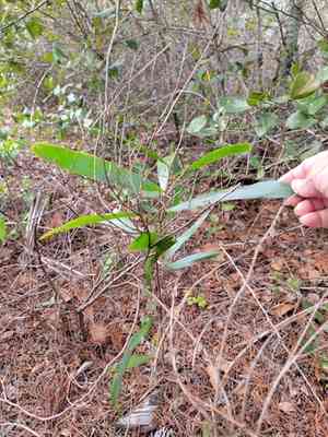 Earleaf acacia(Acacia auriculiformis)