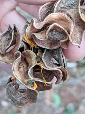 Earleaf acacia(Acacia auriculiformis)